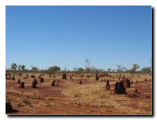 18 Termitenhuegel wie Sand am Meer
